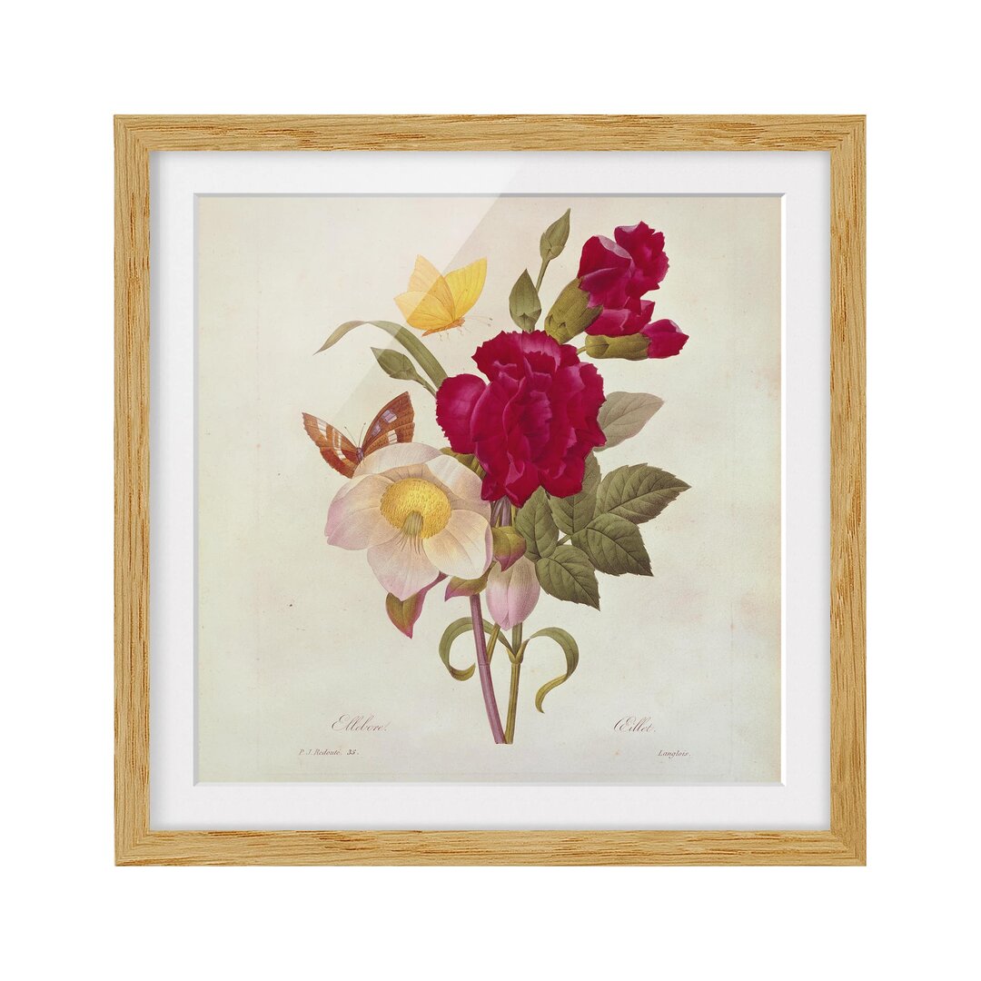 Gerahmtes Poster Christmas Roses von Pierre-Joseph Redouté