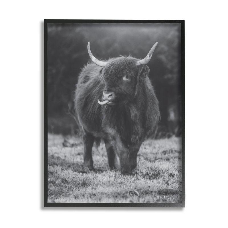 Vache Highland monochrome - photographie, H 14 po x l 11 po x P 1,5 po, Giclée encadrée noir minuit