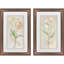 Tulipe et iris S / 2