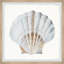 «Pretty White Shell», reproduction encadrée-1664352504
