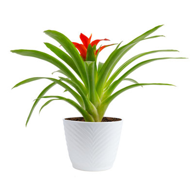 Costa Farms Indoor Bromeliad House Plant in 4-inch Décor Pot