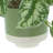 Scindapsus Bush in Ceramic Pot