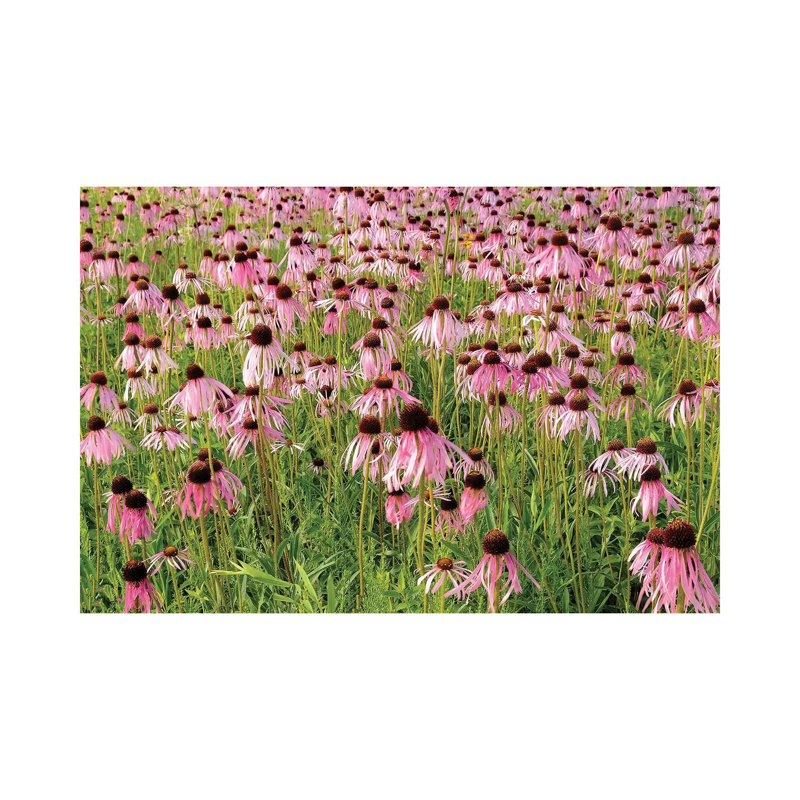 Coneflower Bouquet by Brian Wolf - Wrapped Canvas Print
