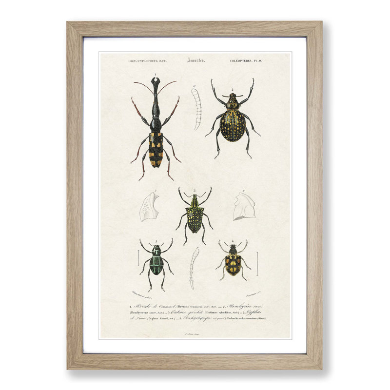 Beetle Illustrations PL.9 by Charles D'Orbigny - Single Picture Frame Print, Oak Framed, 45cm H x 33cm W x 2cm D