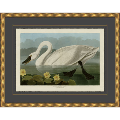 Cygne américain