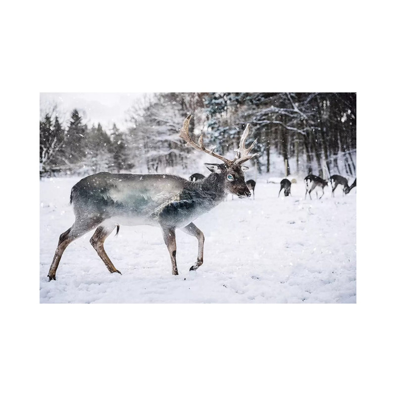 Winter Deer II by Paul Haag - Print on Canvas, Wrapped Canvas, 20.32 cm H x 30.48 cm W