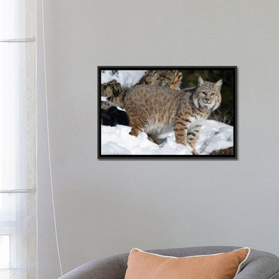 " Bobcat In The Snow, Kalispell, Montana " by Matthias Breiter