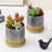 Durlene Indoor / Outdoor Pot Planter