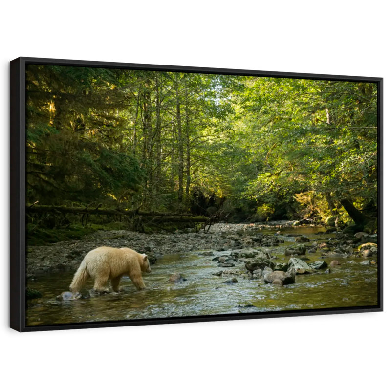 Animal «Spirit Bear In Hartley Bay Wall Art», H 21 po x l 31 po