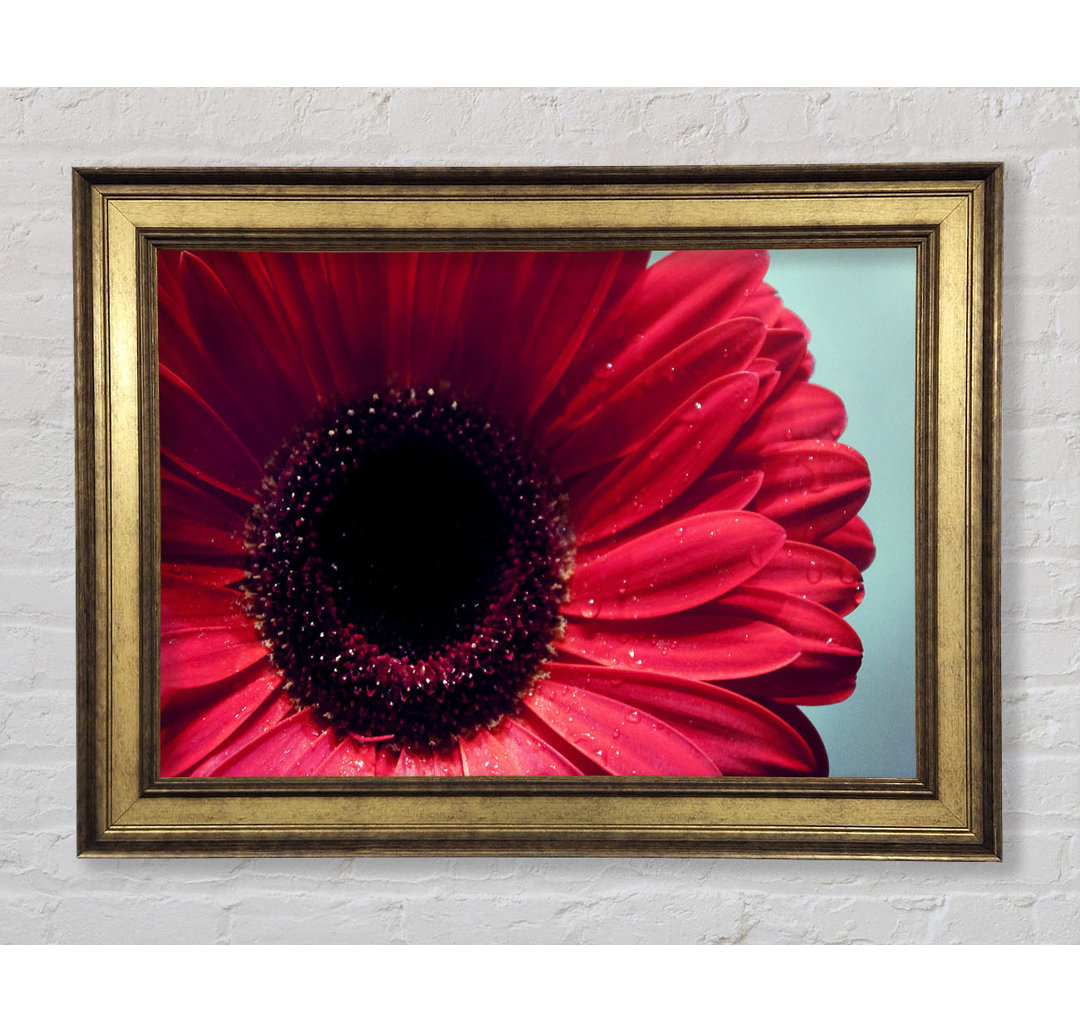 Gerbera Flower Deep Red - Einzelner Bilderrahmen Kunstdrucke