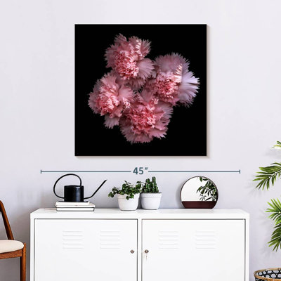 Œillets roses Harnek