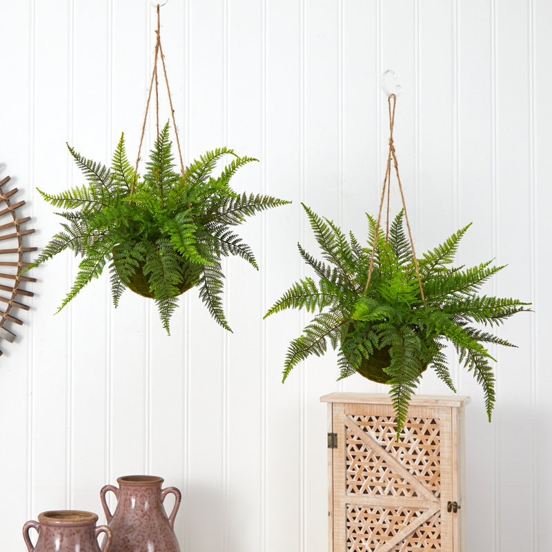 Evergreen Fern Duo in Mossy Plastic Hanging Baskets for Indoor/Outdoor