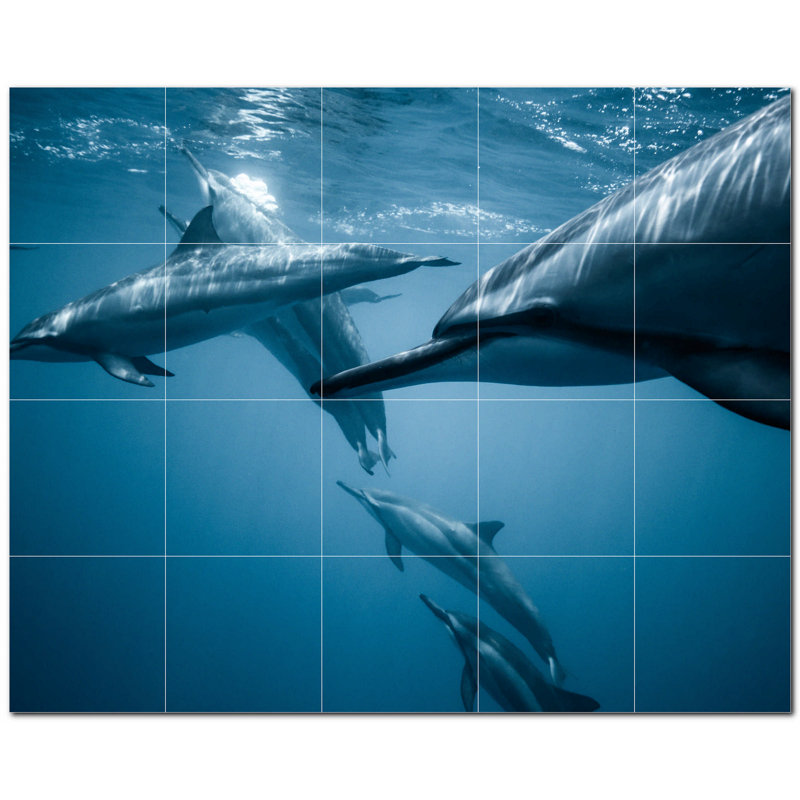Dauphin photo 12 x 12