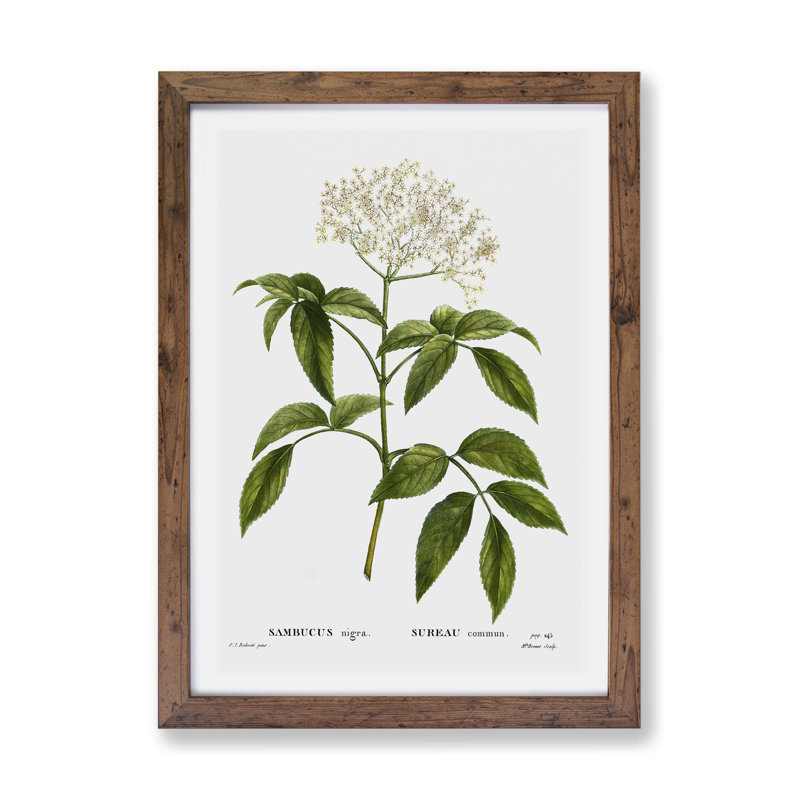 Elderflower Tree by Pierre-Joseph Redoute - Framed Print, 33cm H x 45cm W x 2cm D, Walnut