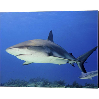 " Reef Shark, Tiger Beach "