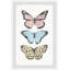 «Smaldino Butterfly Trio», art encadré-122208072