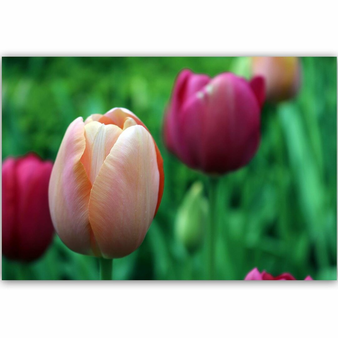 Leinwandbild Pink Tulip