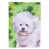 Bichon frisé blanc