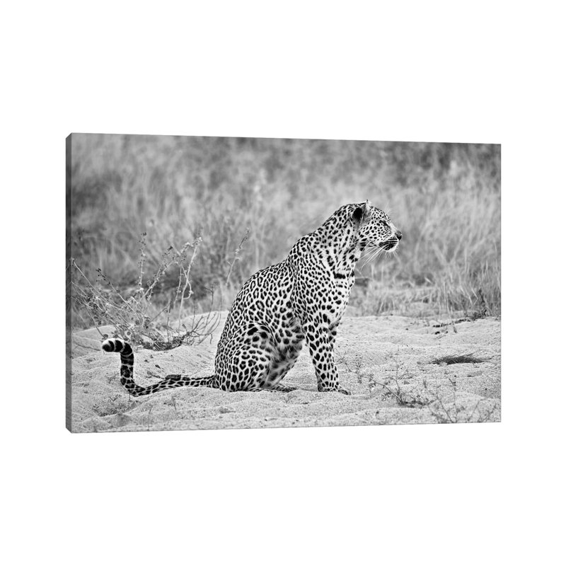 Leopard In Black And White - Print on Canvas, Wrapped Canvas, 66.04 cm H x 45.72 cm W x 1.91 cm D