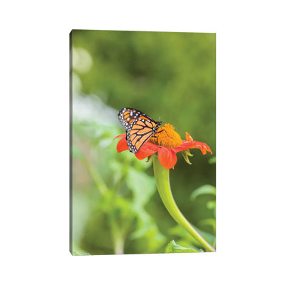 " Close-up Of Monarch Butterfly Perching On Flower " by Panoramic Images