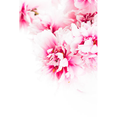 Pivoines roses dans un vase - Photographie sur toile tendue