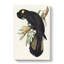 Funereal Cockatoo by Elizabeth Gould - Wrapped Canvas Painting-55366300