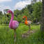 Flamant rose