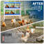 Chicken Coop-108678159