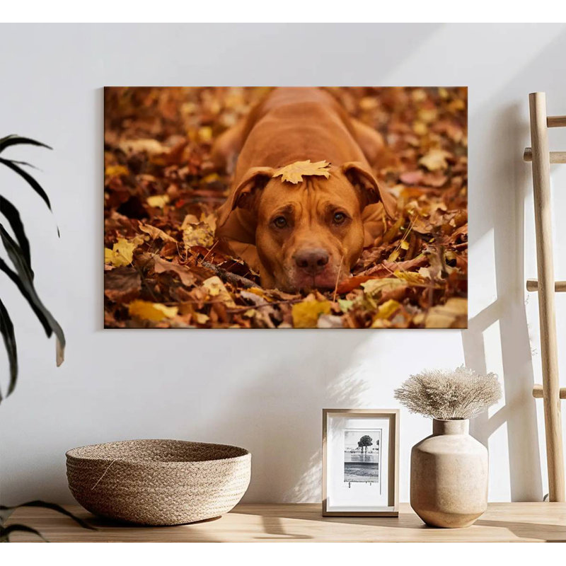 Mignon Pitbull d'automne