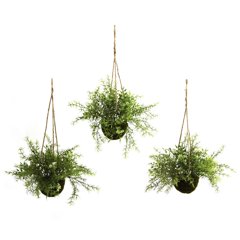 Panier suspendu Ruscus, Sedum & Springeri