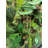 Faux Pine Polyester 24'' Wreath