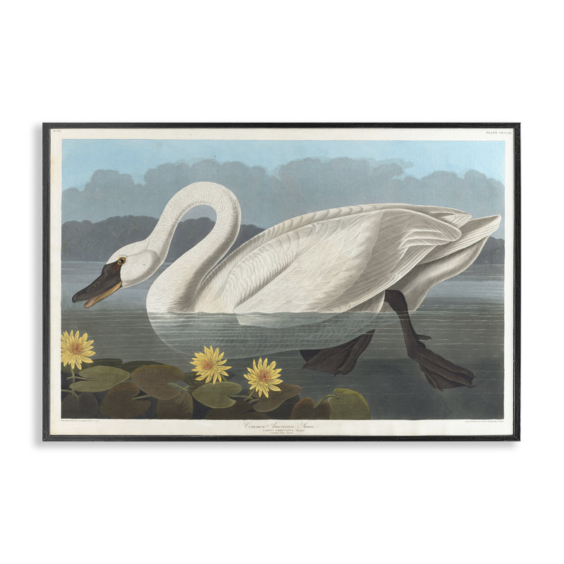 Art classique, estampe numérique du cygne américain commun par one1000paintings, Giclée encadrée noir minuit