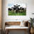 Holstein Cows-2101967449-2101967426