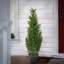 The Holiday Aisle® 38" Cedar Tree
