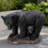 Dudey Bear Garden Statue