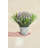 Bubble Star Flowering In Pot-2025130956-2025130955