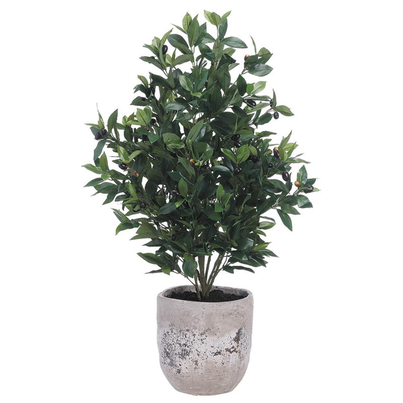 Olive Tree In Cement Planter Green