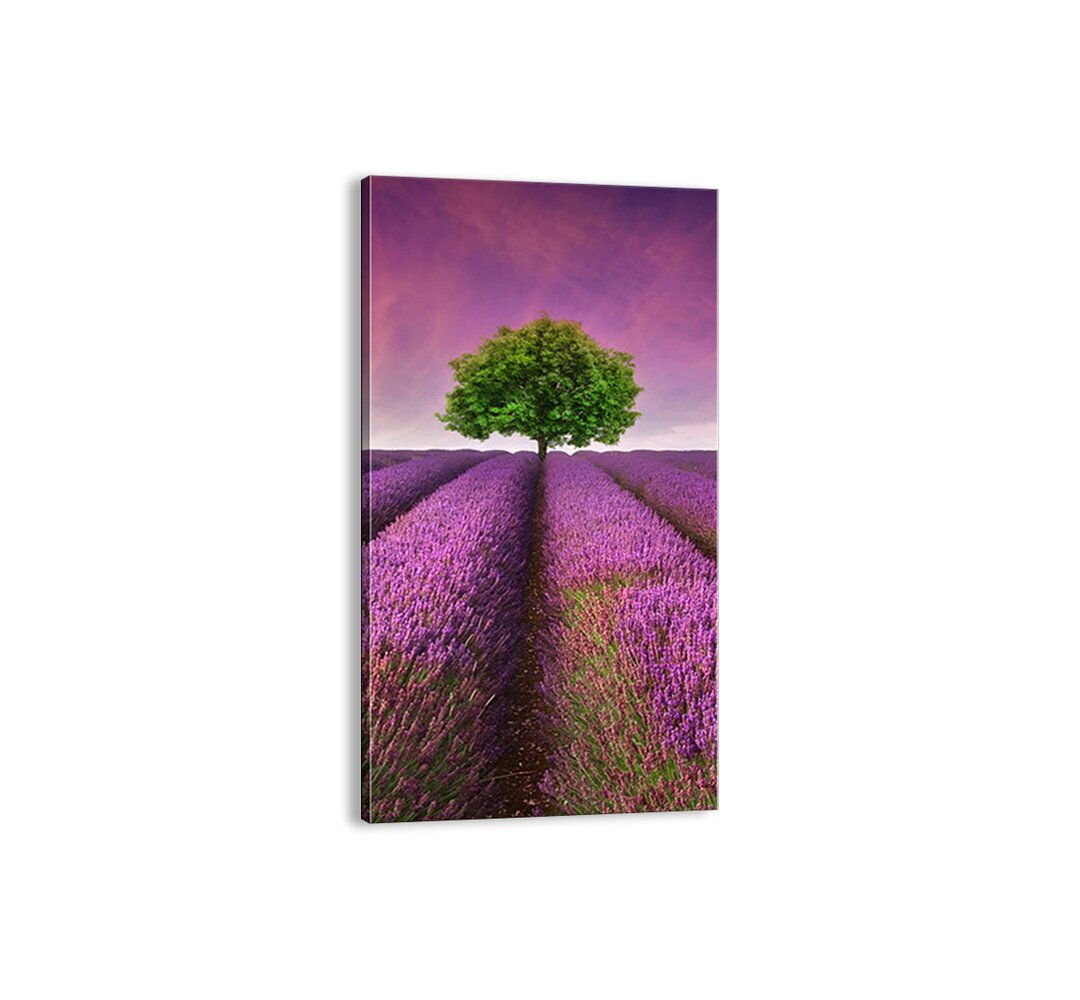 Leinwandbild - Fotografie „In Lavender Fields”