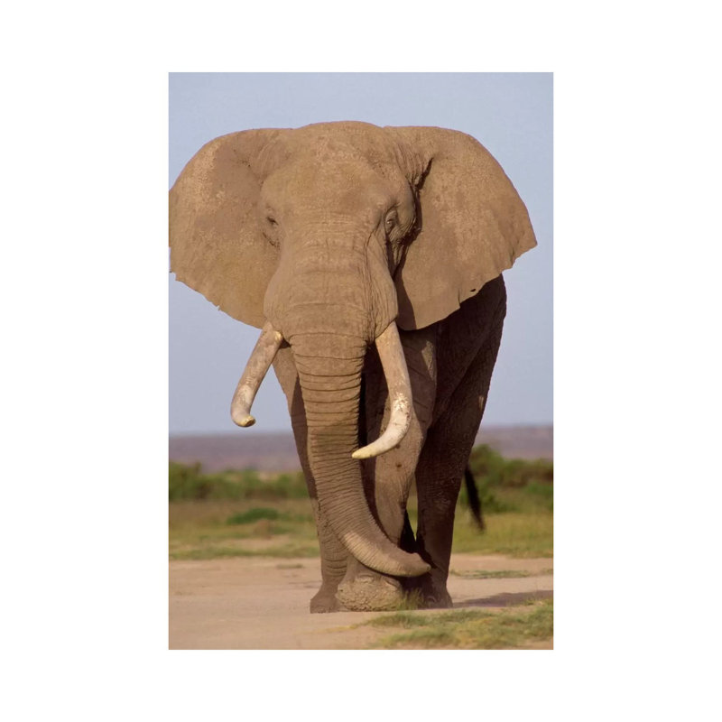 African Elephant Bull, Amboseli National Park, Kenya by Gerry Ellis - Wrapped Canvas Print, 20.32 cm H x 30.48 cm W