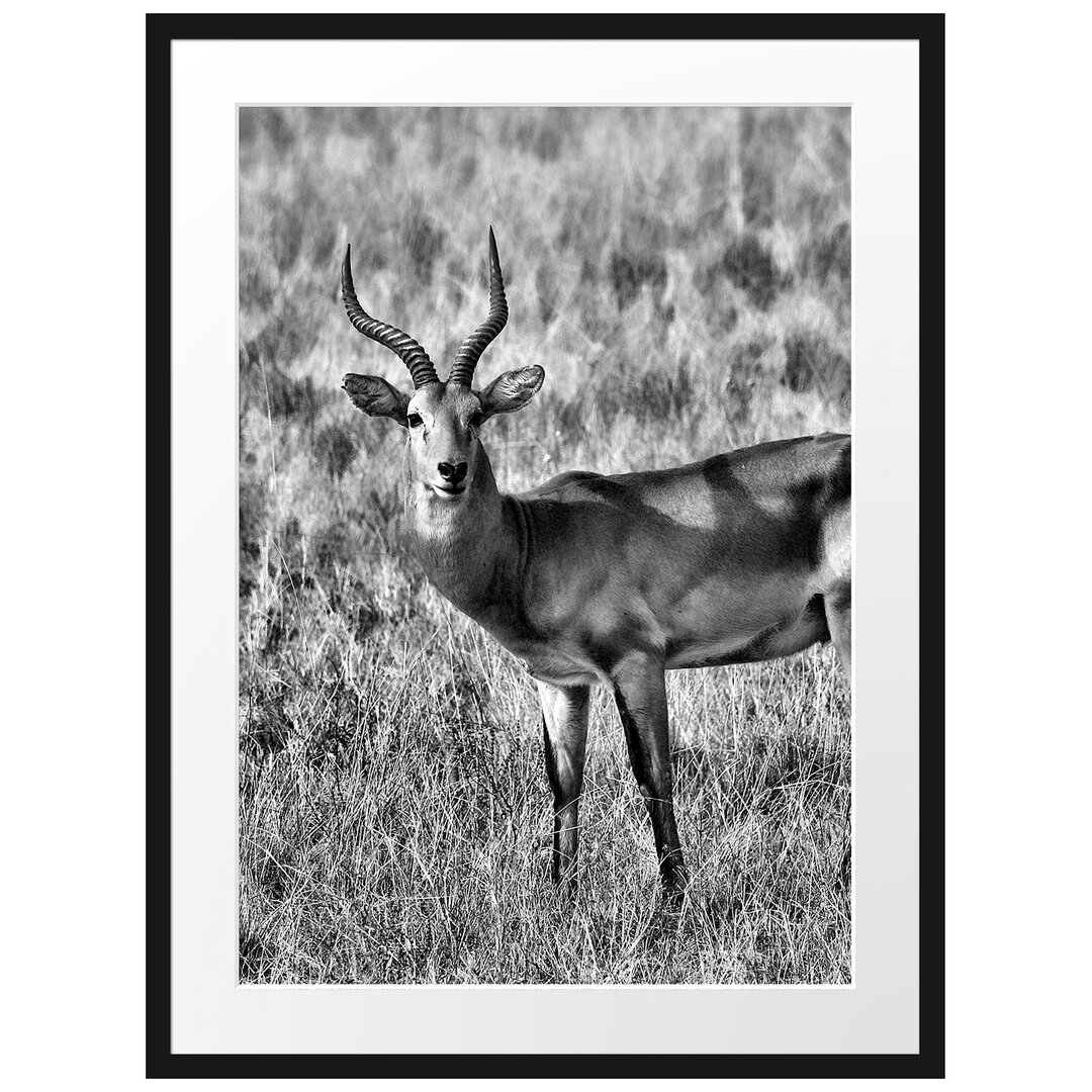 Gerahmtes Poster Dorkasgazelle im trockenen Gras