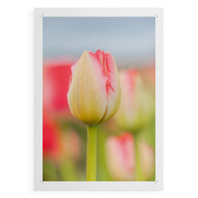 Twotone Tulip Canvas Print Only  NOT FRAMED