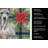American Hairless Terrier Christmas PoinsettIas Kitchen Towel-2080583858