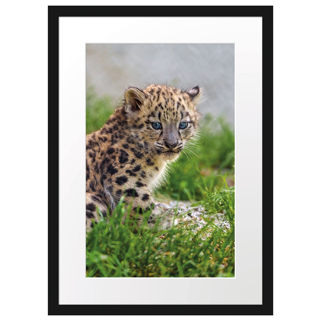 Gerahmtes Poster 'Junger Leopard im Gras'