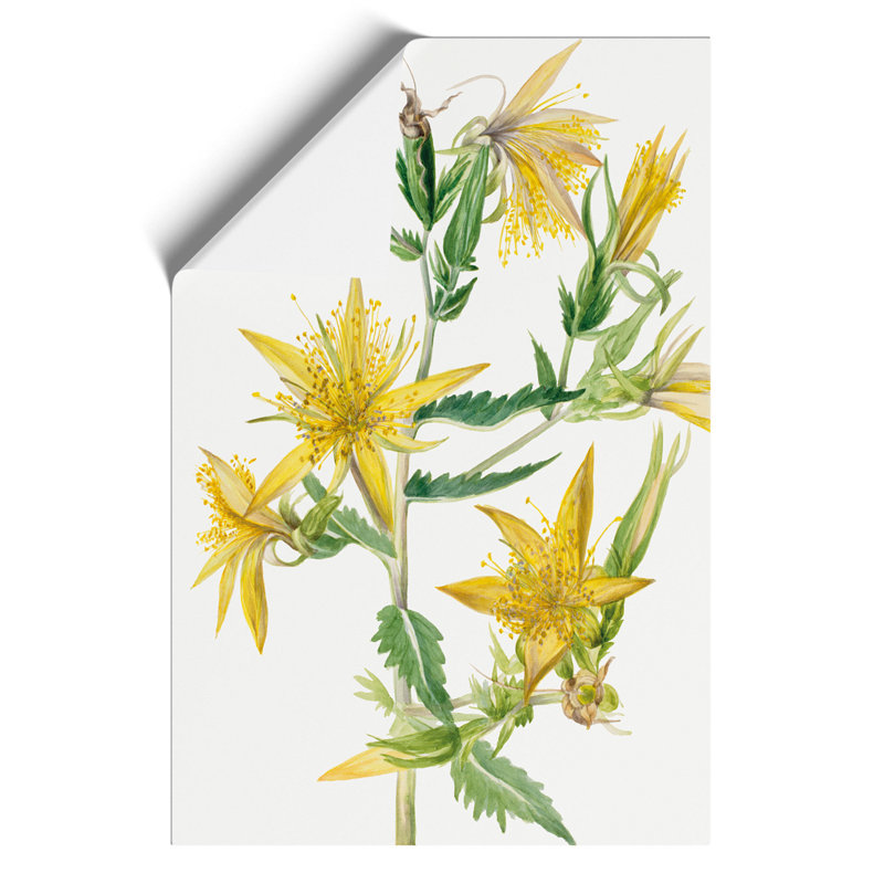 Blazing Star by Mary Vaux Walcott - Frameless Print, 30cm H x 21cm W x 0.1cm D