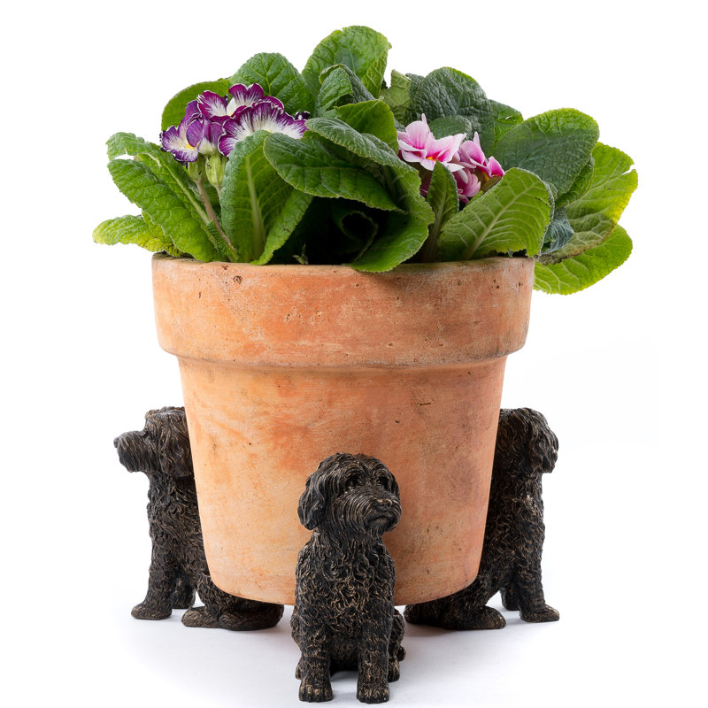 Pieds dans une boîte cadeau Leando Cockapoo