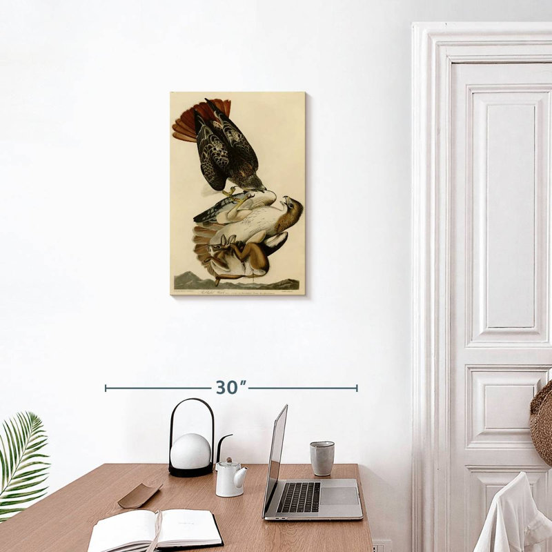 Buse à queue rousse des oiseaux d'Amérique, H 24 po x l 16 po