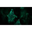 La décoration numérique Spooky Halloween Hollusion sur USB comprend 8 effets vidéo Atmosfx pour Halloween