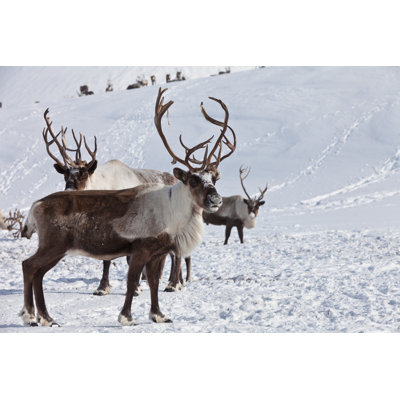 Group Of Caribou by Peter Nile - Wrapped Canvas Print
