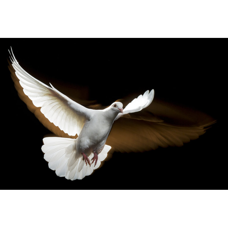 White Dove by Proxyminder, 12'' H x 18'' W