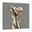 Grey Luster Tulip - Wrapped Canvas Print-821892700